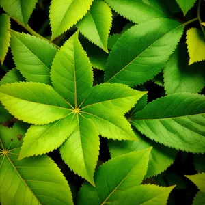 Lush Maple Leaves in Sunlit Forest"
(Note: This description is optimized for SEO purposes and includes a combination of relevant keywords from the provided tags.)