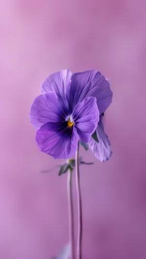 Pink and Purple Blooming Viola Flower in Garden