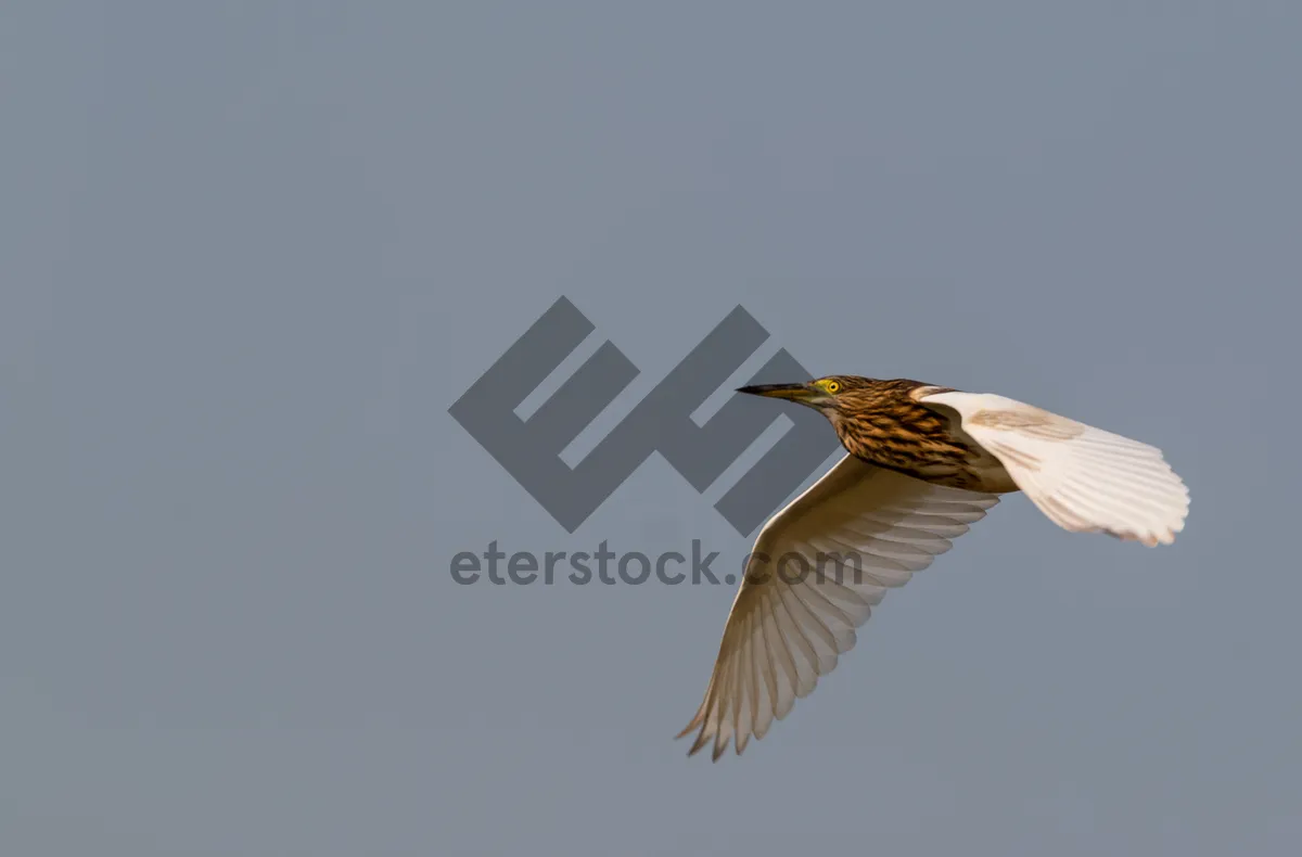 Picture of Winged heron in flight over water