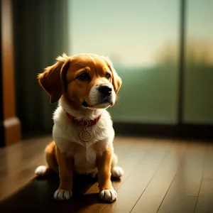 Cute Beagle Puppy: Adorable Hunting Dog Portrait.
