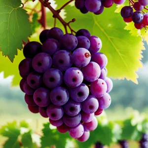 Farm-fresh Juicy Purple Grape Bunch in Vineyard