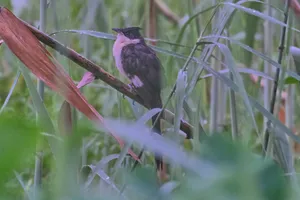 Beautiful Hummingbird with Vibrant Feathers in Wildlife Setting