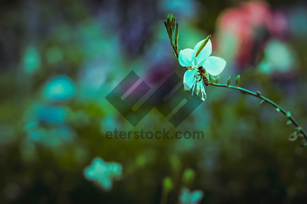 Picture of Spring garden spider on tree branch with blossom.