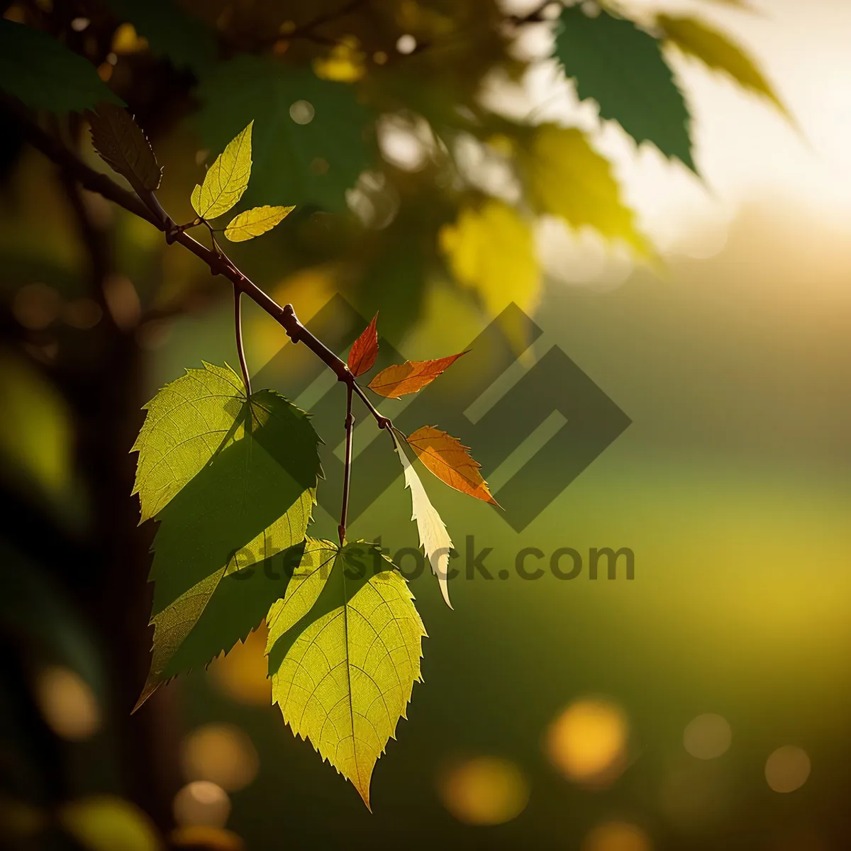 Picture of Vibrant Autumn Foliage in Maple Forest