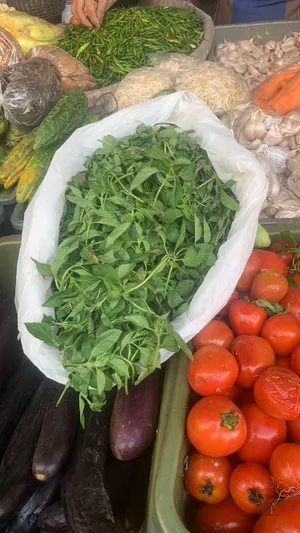 Fresh Garden Salad with Tomatoes and Cucumbers.