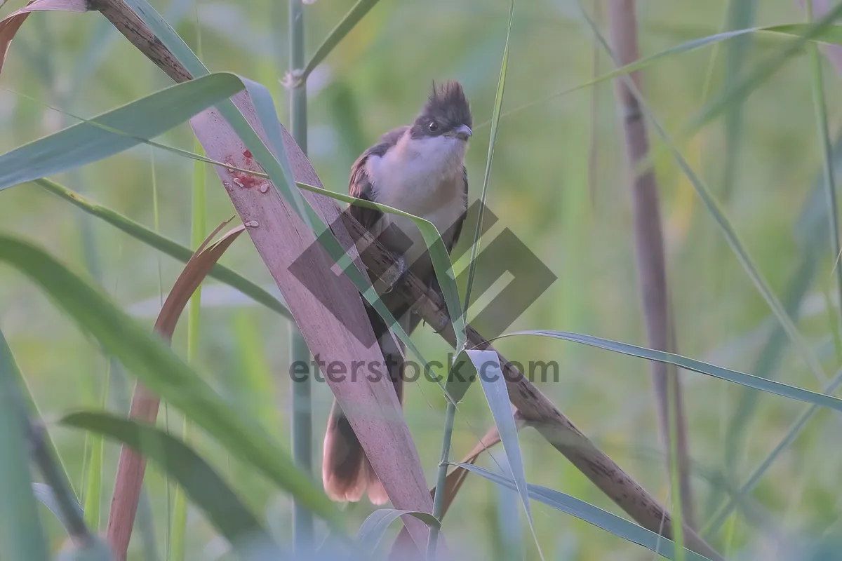 Picture of Colorful Finch perched on a Spring Branch.