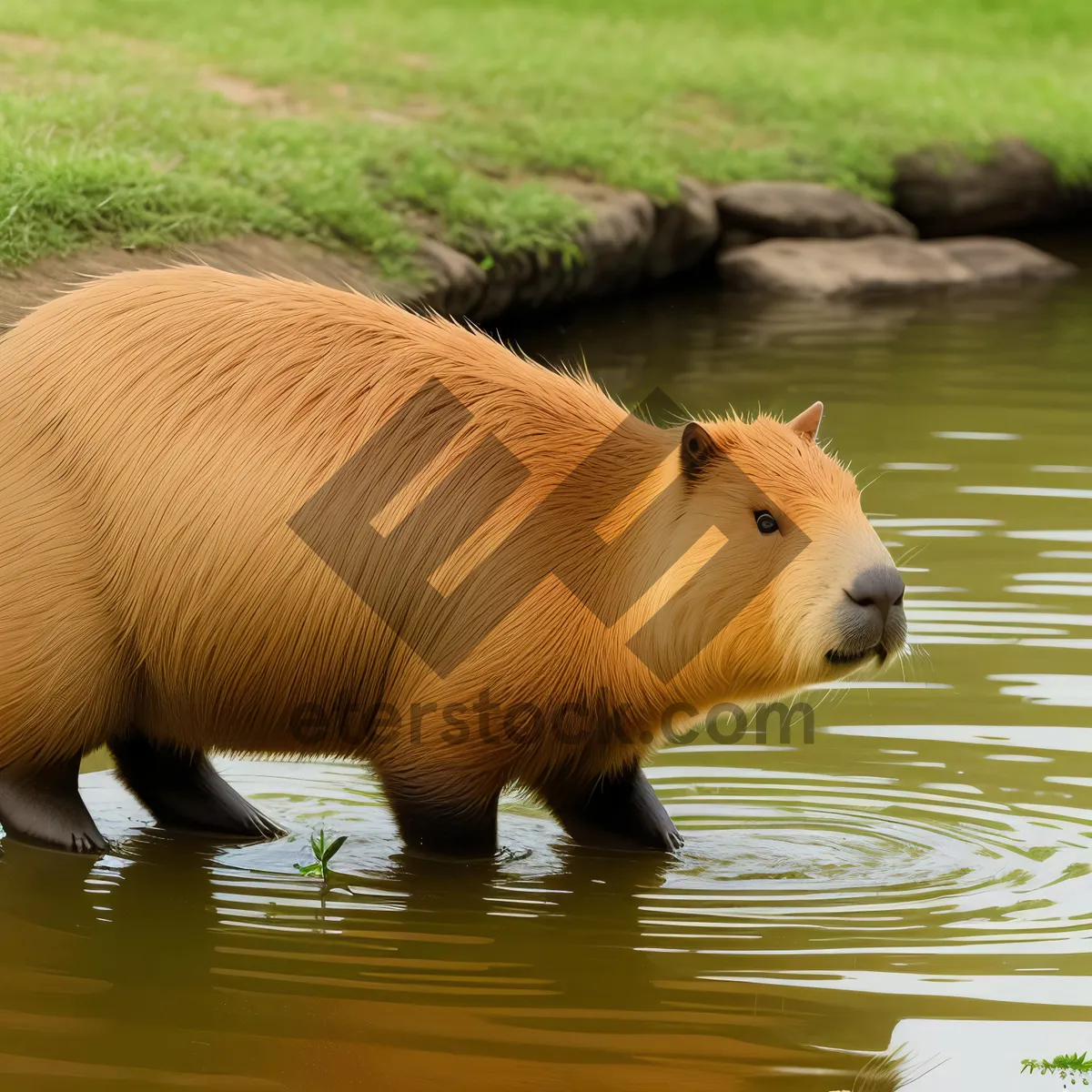 Picture of Wild horse drinking at the zoo's waterhole.