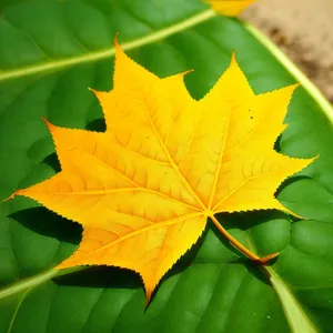 Vibrant Maple Leaf in Autumn Forest