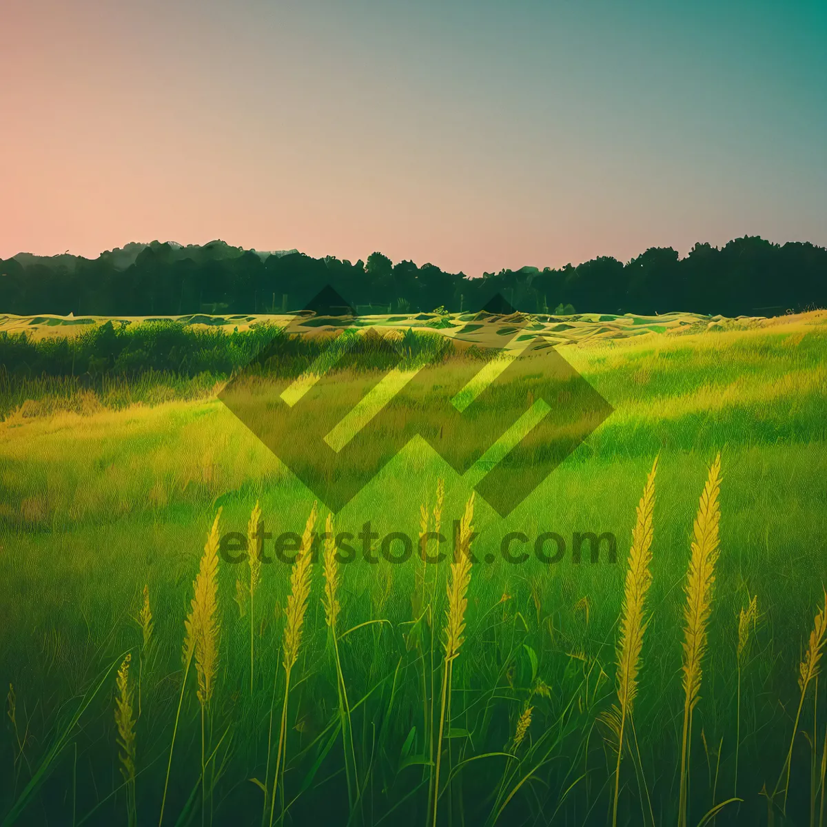 Picture of Sunny Rice Fields Under Blue Sky