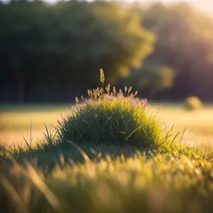 Summer Meadow with Dandelions and Wheat