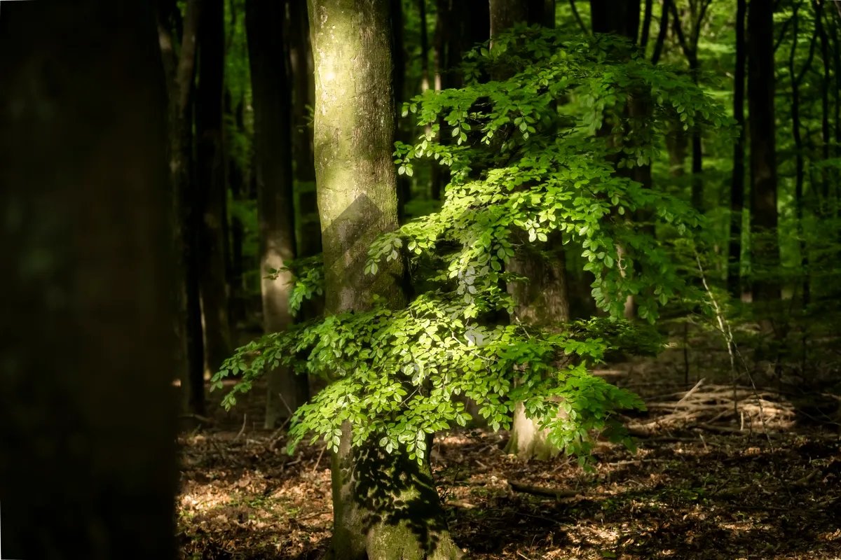 Picture of Tranquil woodland path in serene park setting