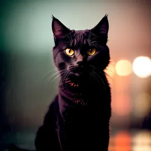 Curious Kitty with Fluffy Fur and Adorable Whiskers