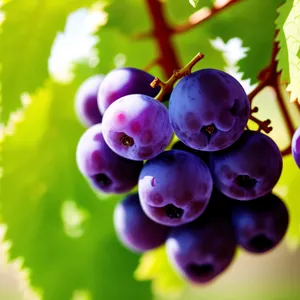 Colorful Juicy Berry Bunch from the Vineyard