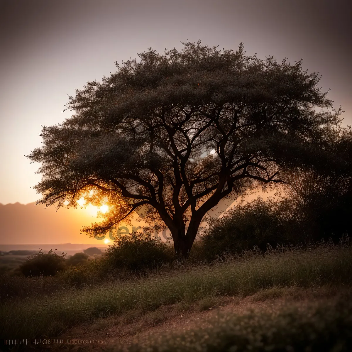 Picture of Sunset over Rural Oak Tree Landscape