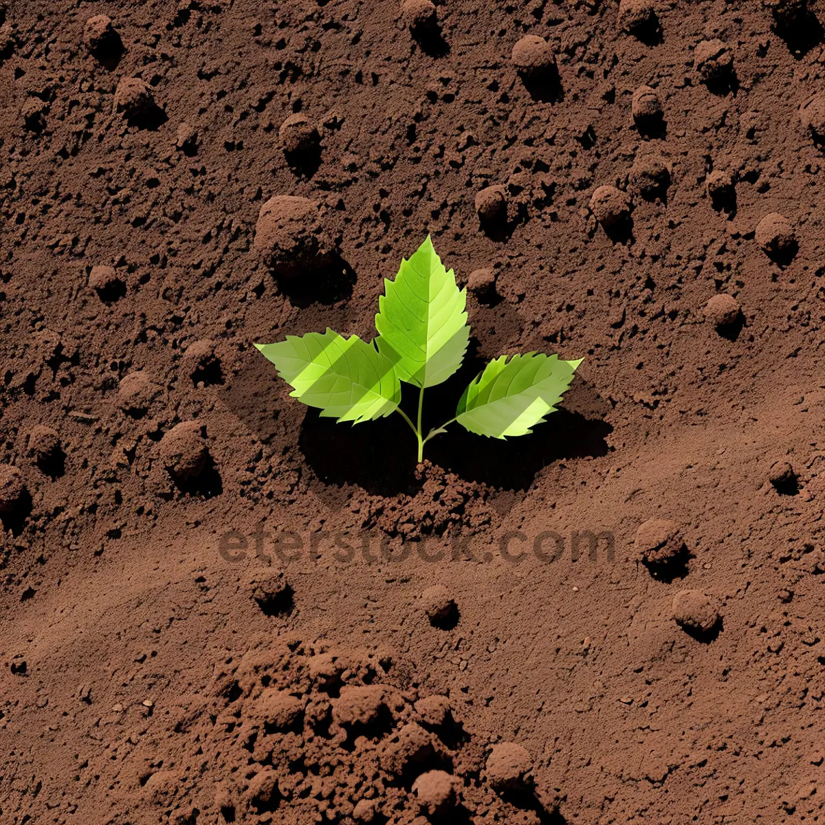 Picture of Leafy Green Texture on Sandy Beach"
(Note: The given tags have been used to generate the requested short name for the image.)