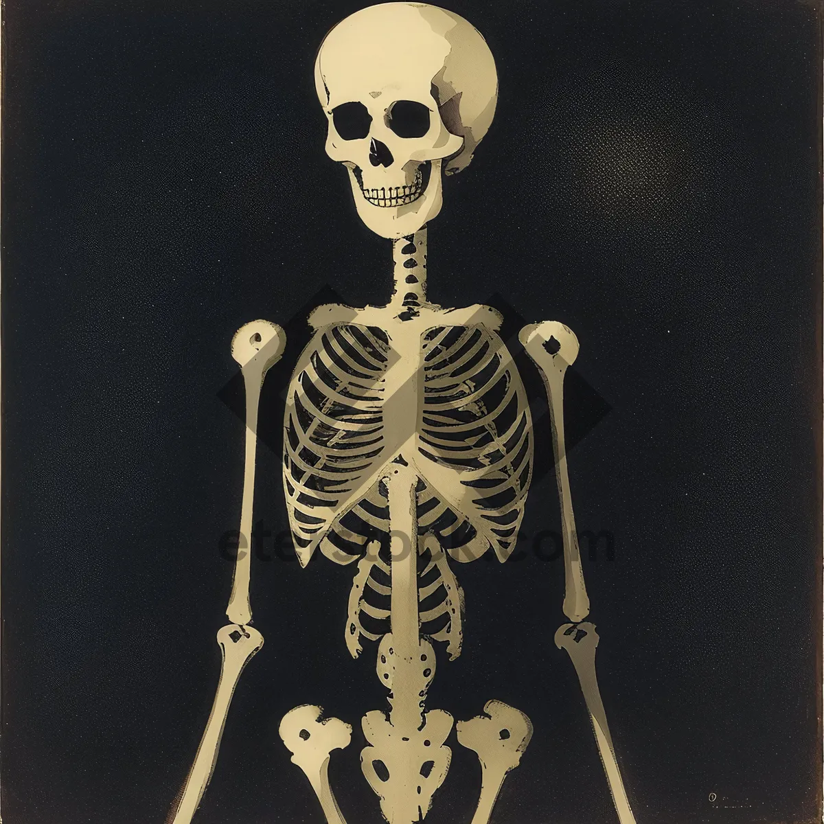 Picture of Human skeletal anatomy x-ray image with spinal support