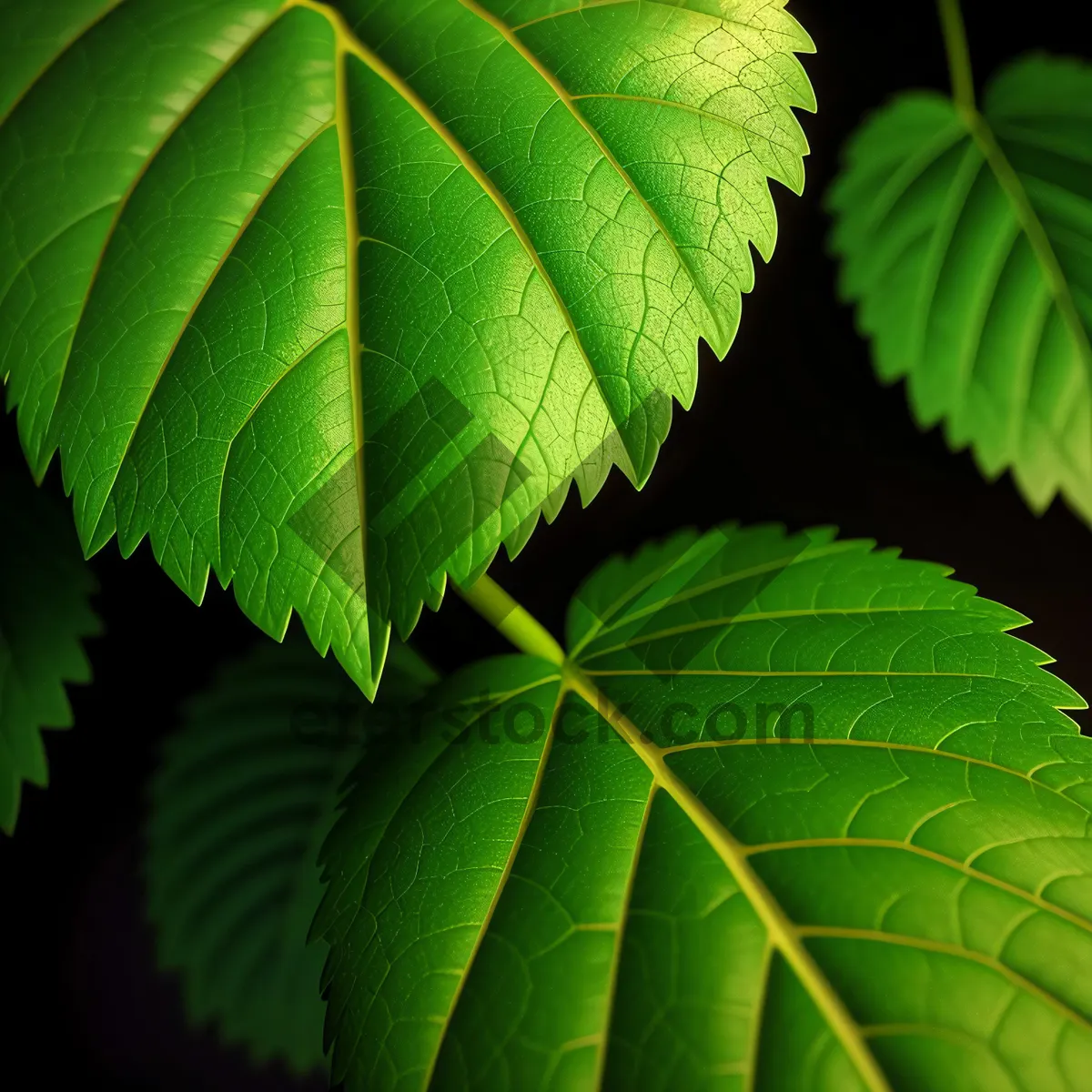 Picture of Lush Green Sumac Leaf in Forest