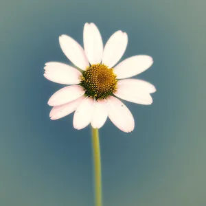 Vibrant Blooming Summer Meadow Daisy