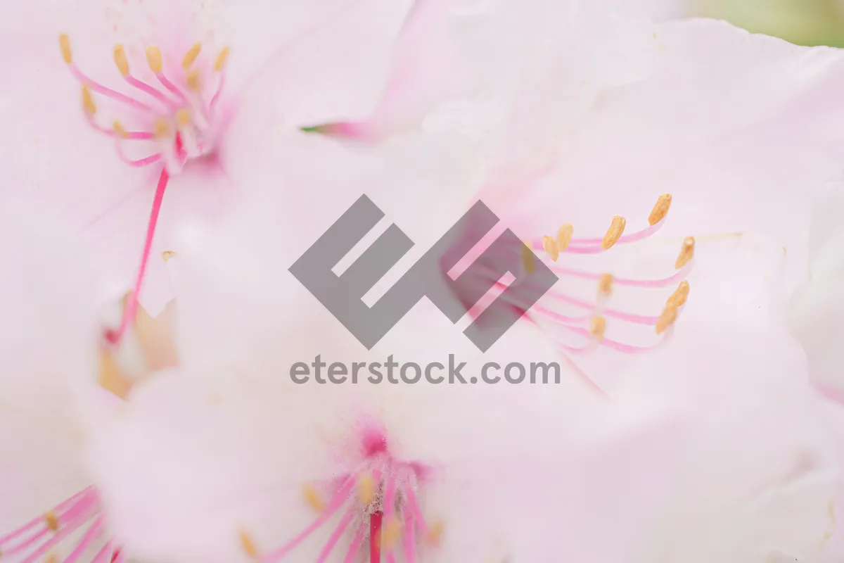 Picture of Close-up of delicate pink floral blossoms in garden.