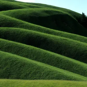 Green Soybean Field in Rural Highland Landscape