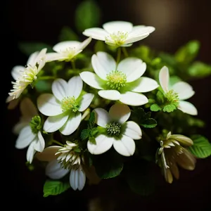 Vibrant Blooming Bridal Wreath Bush in Spring Garden