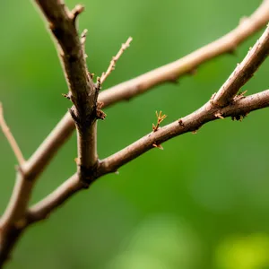 Serenity in Spring: Wildlife Amongst Leafy Branches