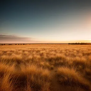 Golden Wheat Field Under a Summer Sky