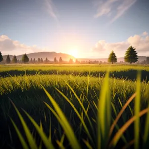 Vibrant Summer Field Under Clear Blue Sky