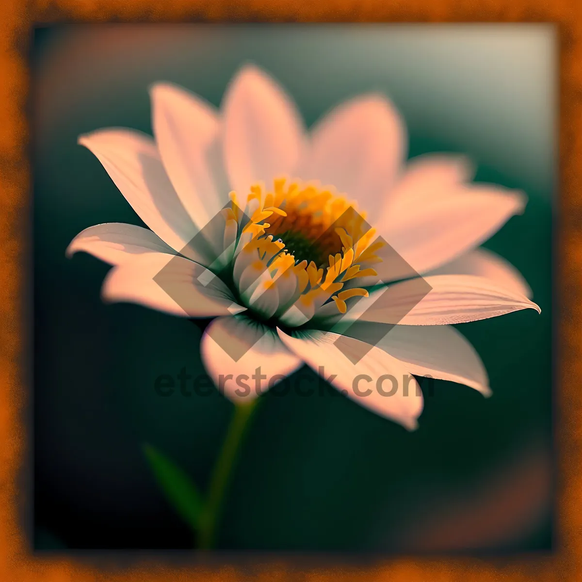 Picture of Yellow Daisy in Full Bloom