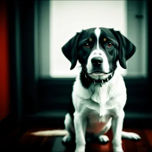 Boxer puppy - adorable purebred canine friend