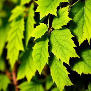 Maple Tree Leaves in a Lush Forest