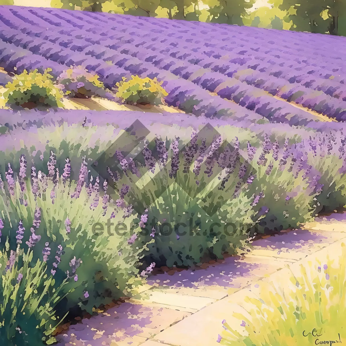 Picture of Lavender Shrub in Purple Flower Field