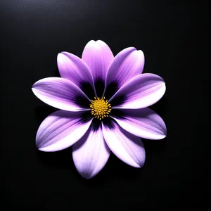 Blooming Daisy Petals in Vibrant Pink