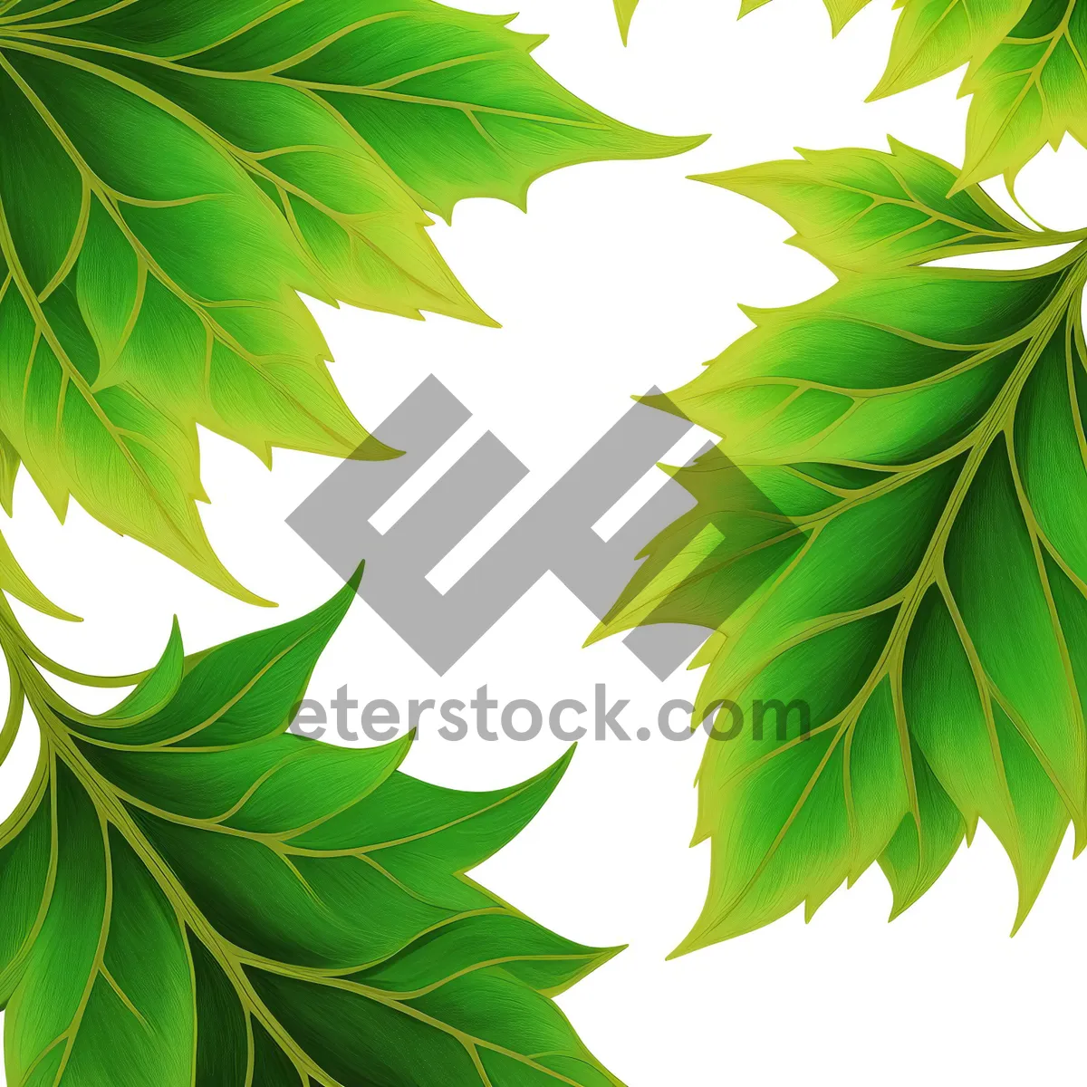 Picture of Colorful Summer Foliage with Oak and Maple Leaves