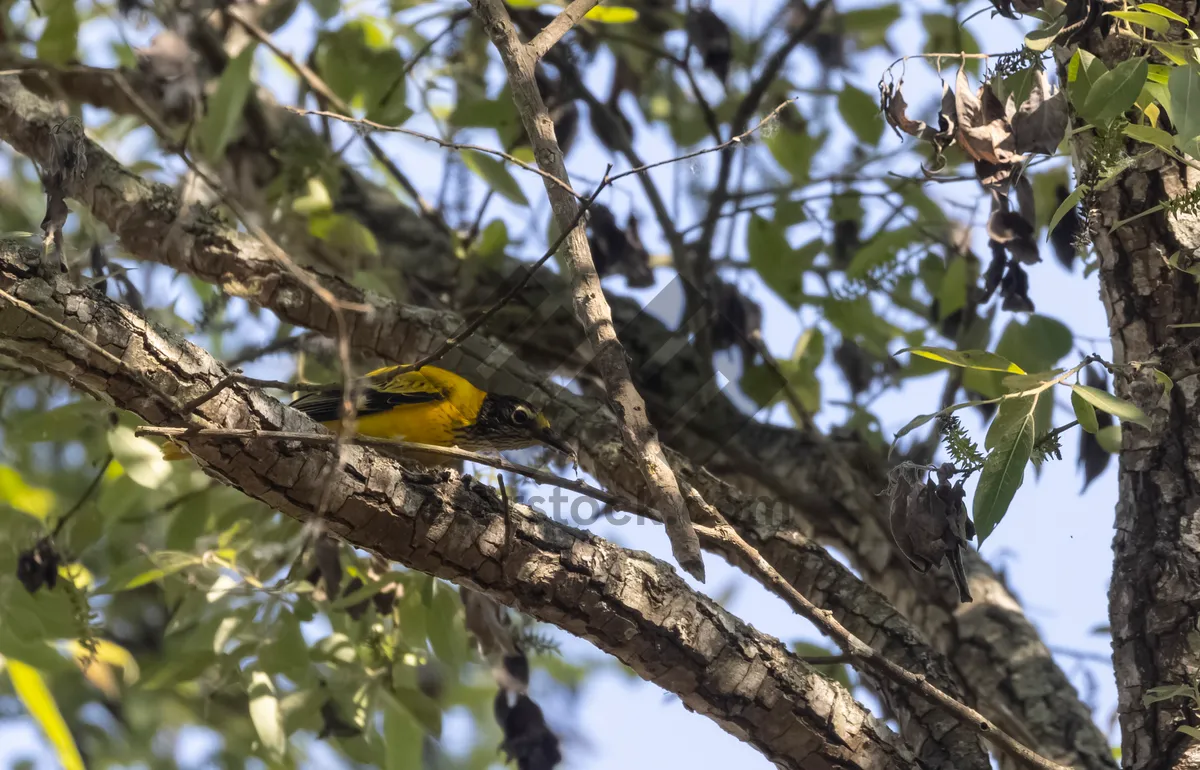 Picture of Yellow warbler bird perched on branch in forest.