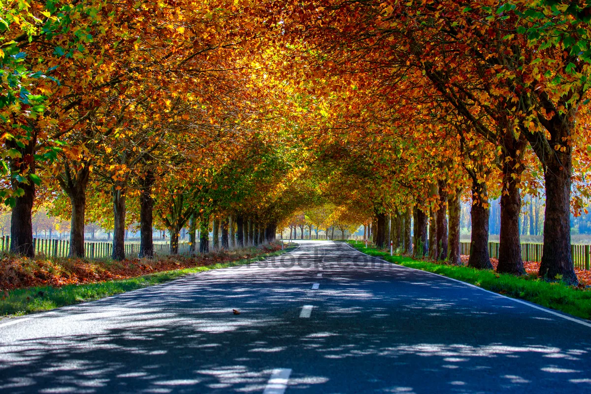 Picture of Autumn Park Bench in Golden Woods