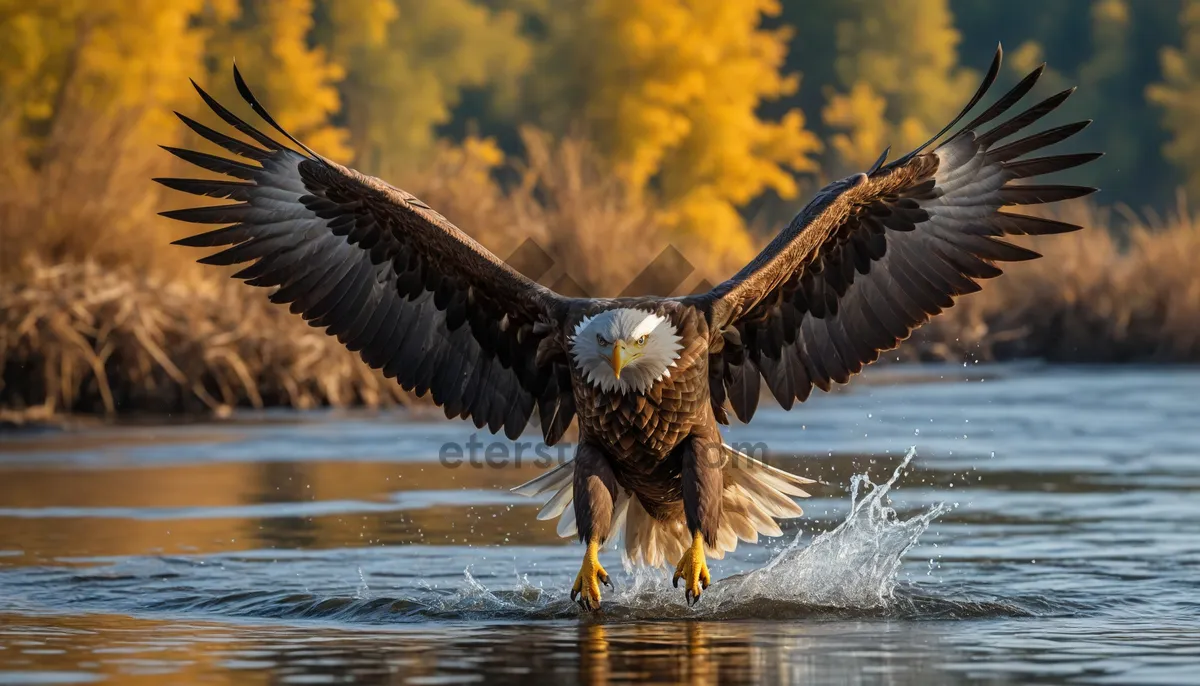 Picture of majestic bald eagle soaring in the sky