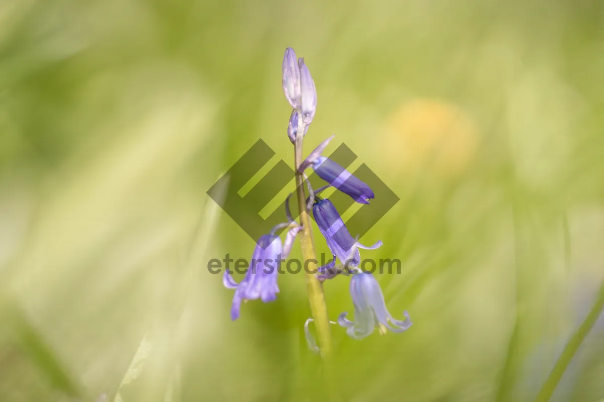 Picture of Close-up of purple spring blossom in garden