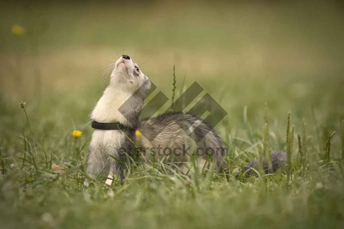 Picture of Sweet Squirrel Nestling with Fluffy Tail in Wildlife