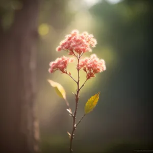 Pretty Pink Crape Myrtle Blossoms in Spring Garden