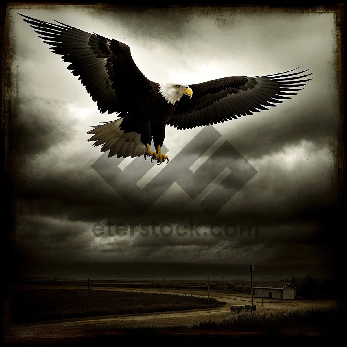 Picture of Bald Eagle Soaring in the Wild Sky