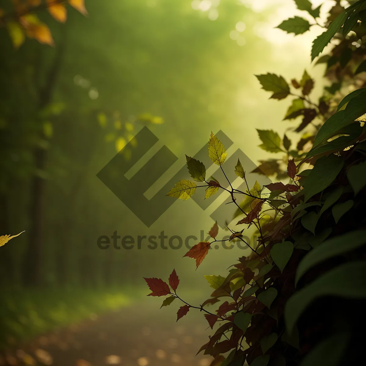 Picture of Autumn Maple Leaf on Woody Branch