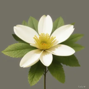 White Daisy Petals in Bloom