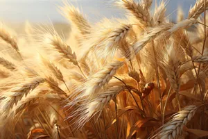 Golden Wheat Field Harvest in Rural Farm Scene