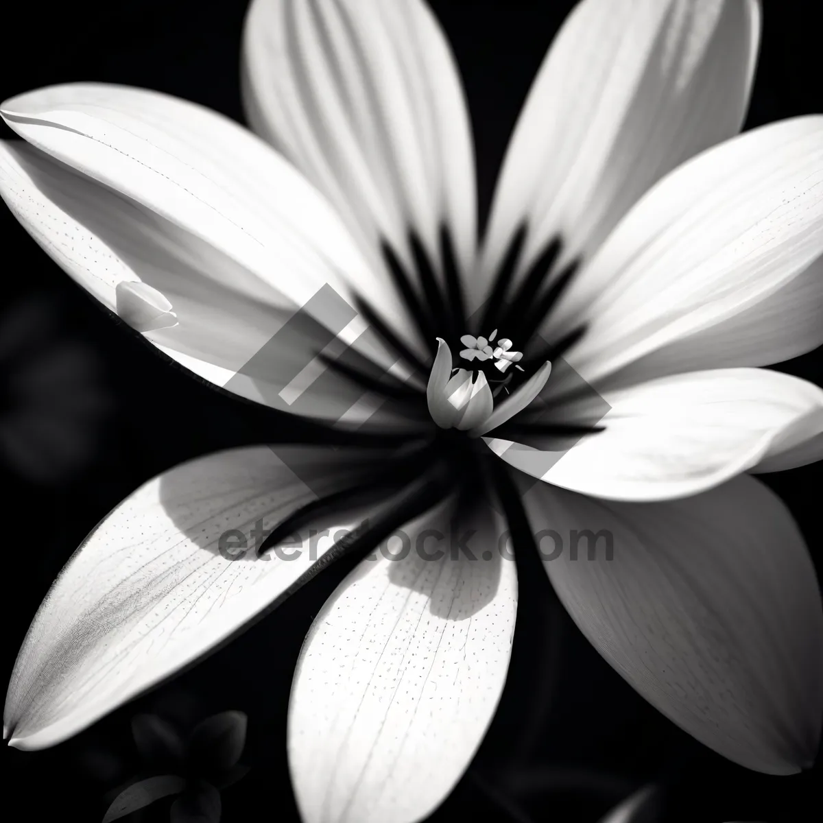 Picture of White Daisy Blossom in Summer Garden