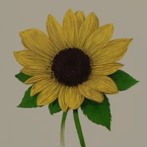 Vibrant Sunflower Blooming in Sunny Field