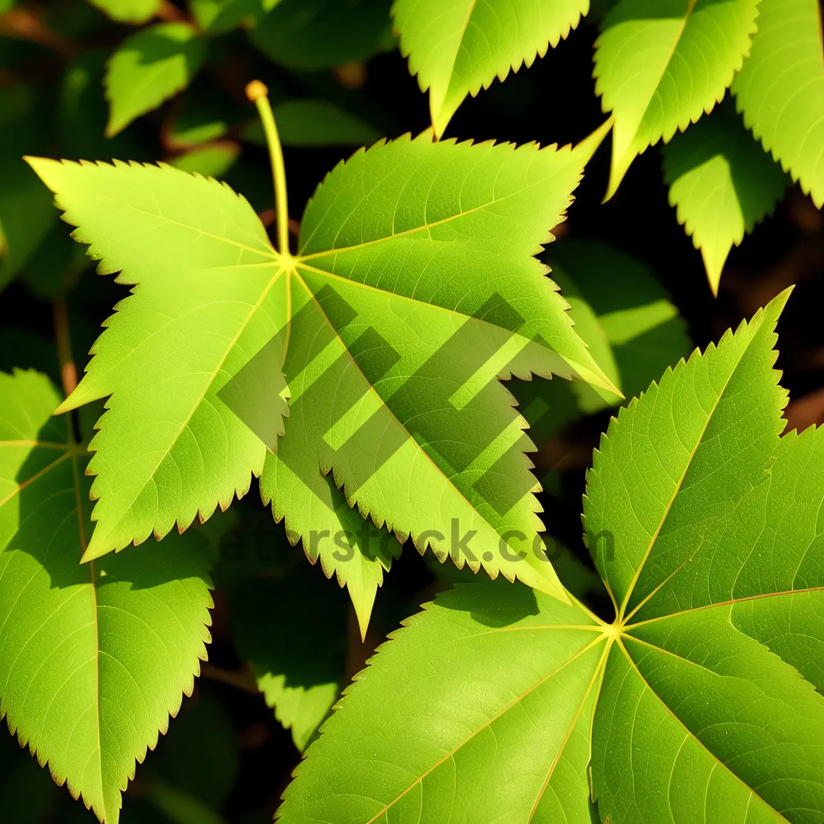 Picture of Vibrant Maple Leaves in a Sunlit Forest