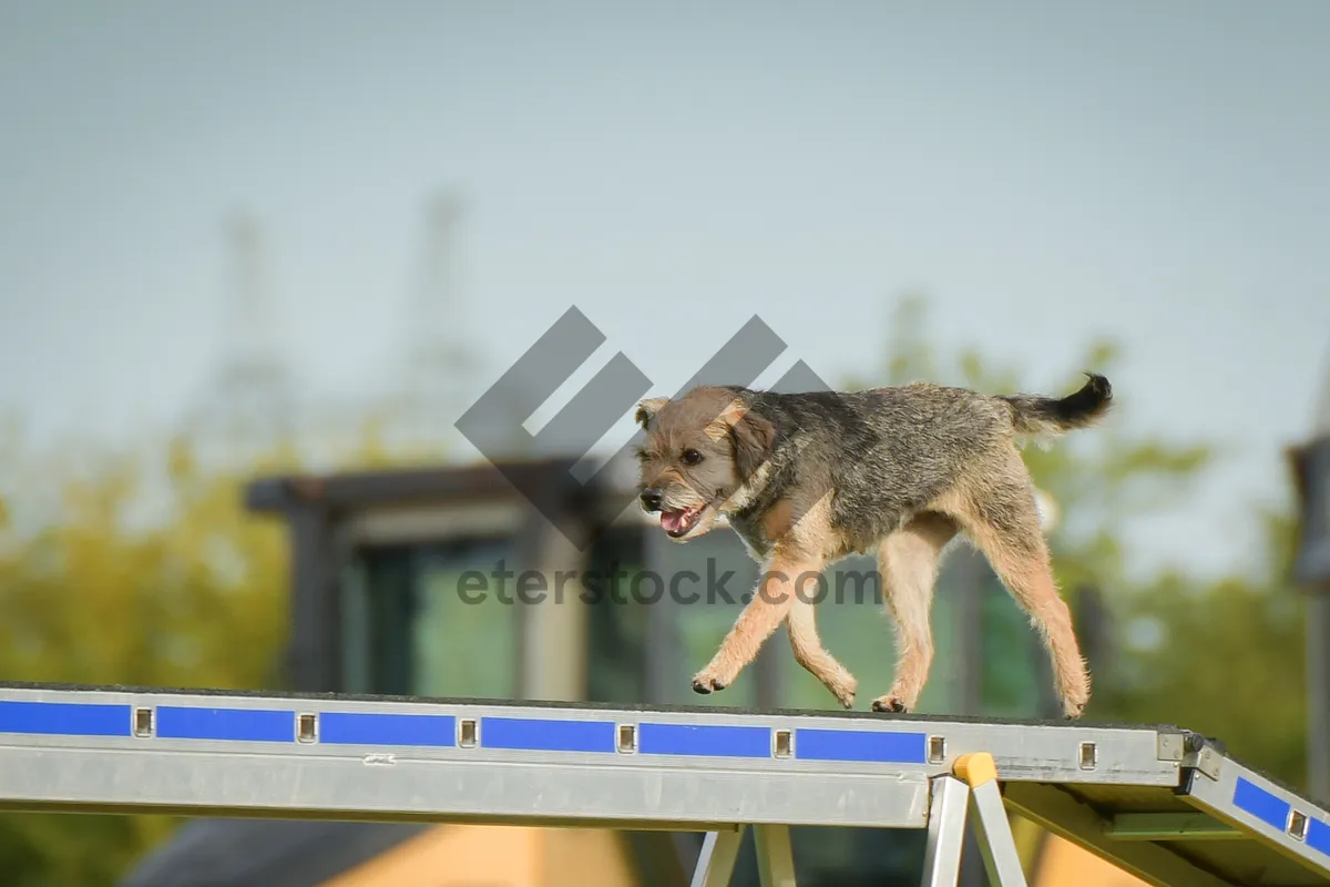 Picture of Border Terrier Hunting Squirrel in the Wild