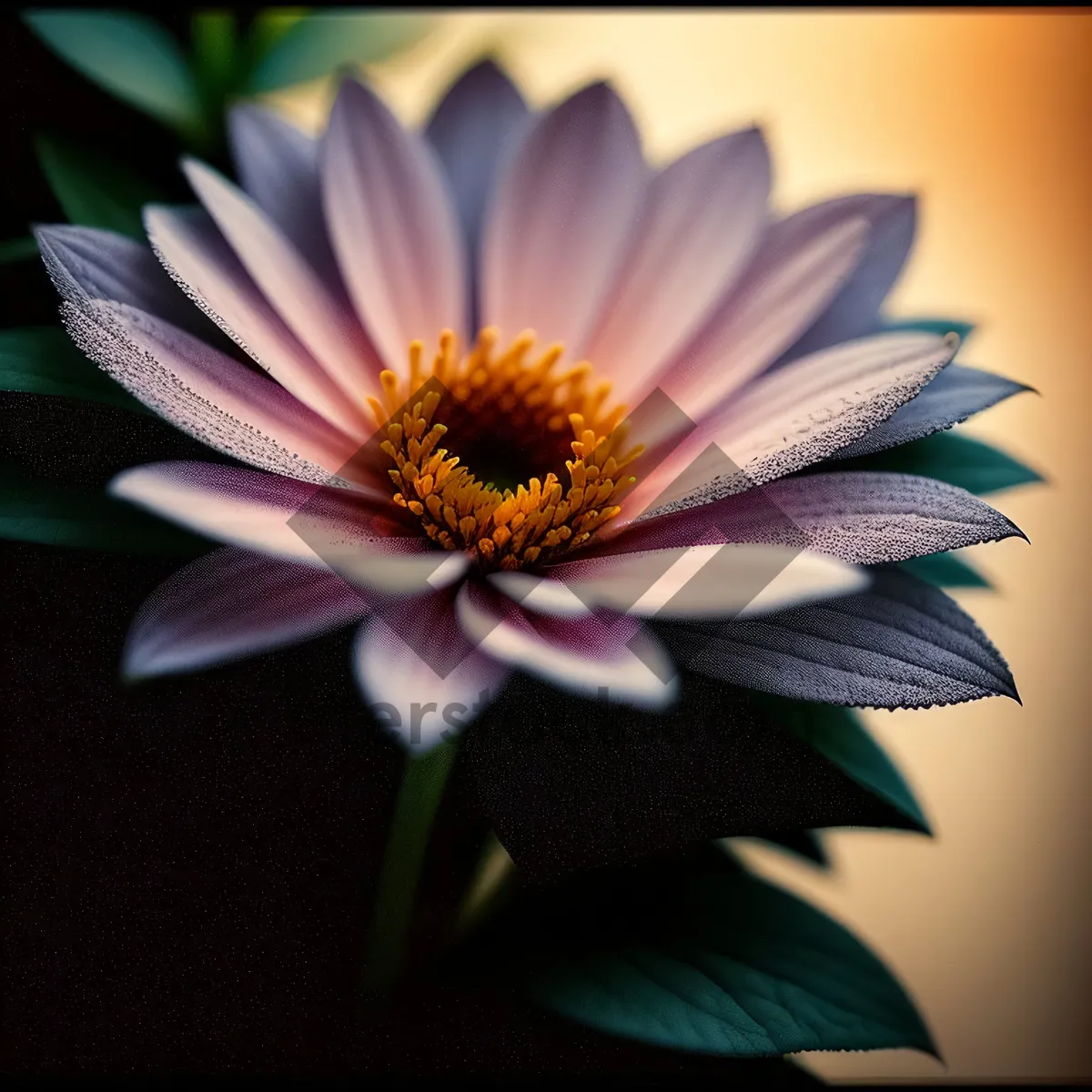 Picture of Bright Summer Daisy Blossom in a Colorful Garden