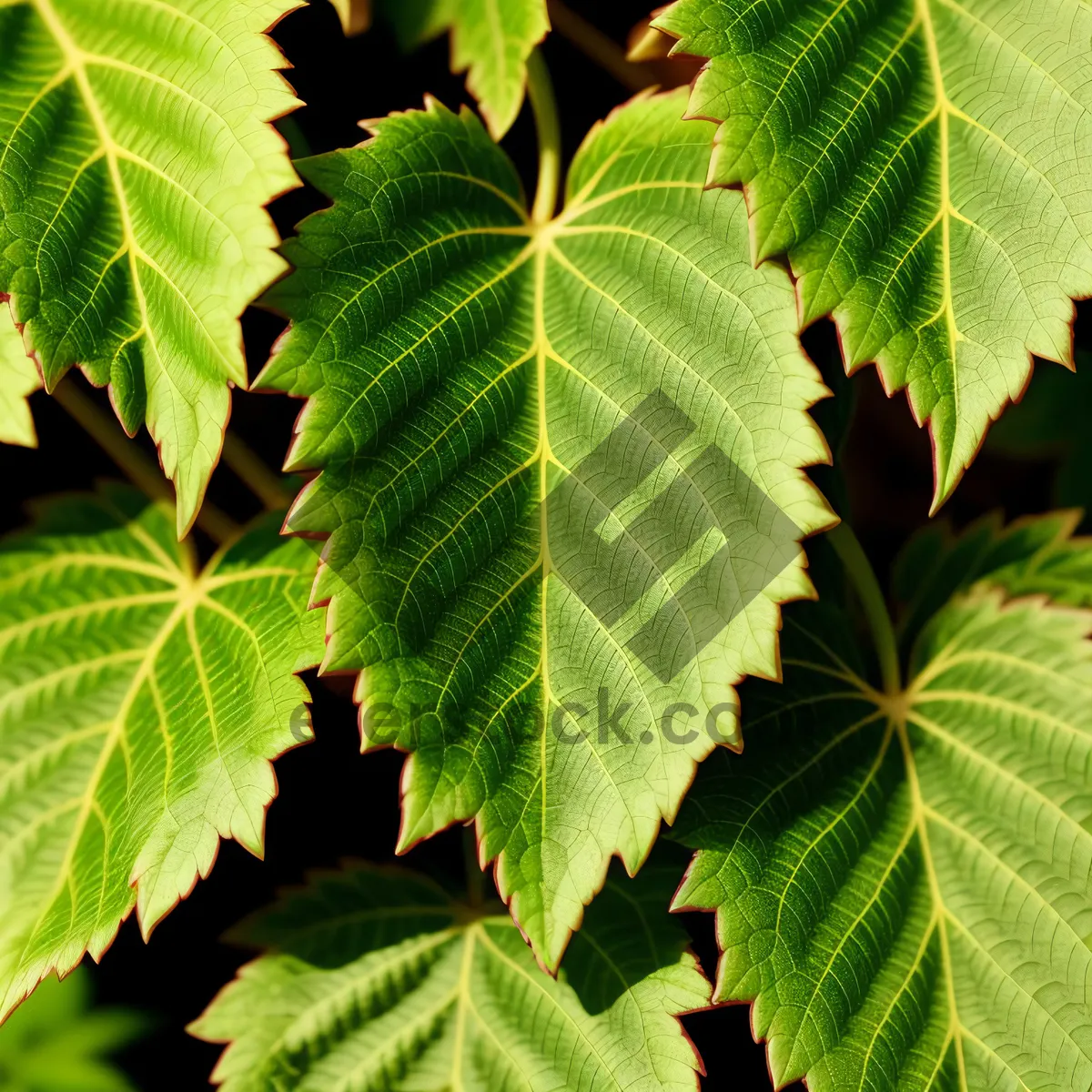 Picture of Lush Elm Leaves in Sunlit Forest